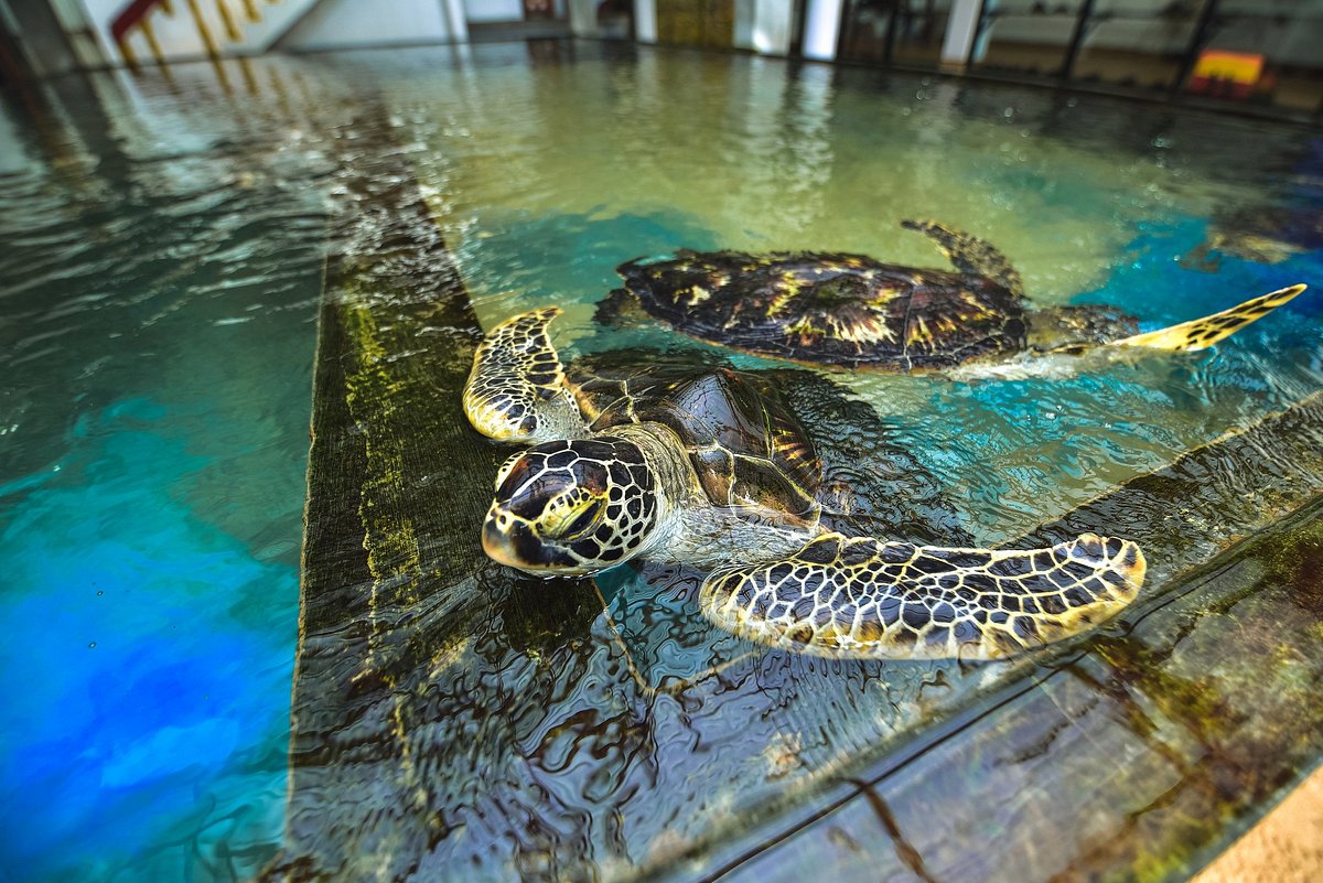 Turtle Hatchery Farm